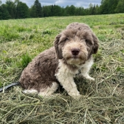 Havanais Chocolat et blanc dans l'herbe