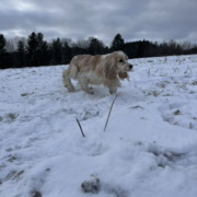 Cocker Blanc et Blond dans la neige