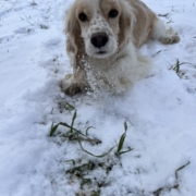 Cocker Blanc et Blond dans la neige