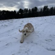 Cocker Blanc et Blond dans la neige