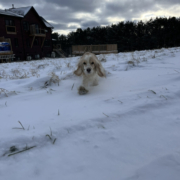 Cocker Blanc et Blond dans la neige