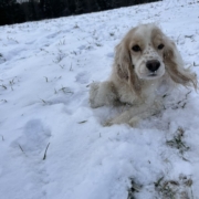 Cocker Blanc et Blond dans la neige