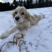 Cocker Blanc et Blond dans la neige