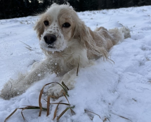 Cocker Blanc et Blond dans la neige