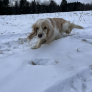 Cocker Blanc et Blond dans la neige