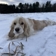 Cocker Blanc et Blond dans la neige