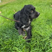 Cocker merle dans l'herbe