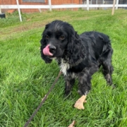 Cocker merle dans l'herbe