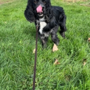 Cocker merle dans l'herbe