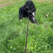 Cocker merle dans l'herbe