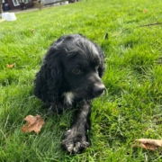 Cocker merle dans l'herbe