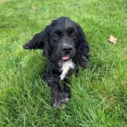 Cocker merle dans l'herbe