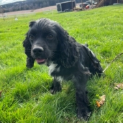 Cocker merle dans l'herbe