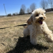 Cockapoo blond dans l'herbe