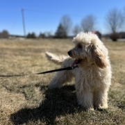 Cockapoo blond dans l'herbe