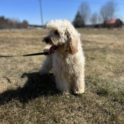 Cockapoo blond dans l'herbe