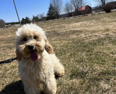 Cockapoo blond dans l'herbe