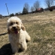 Cockapoo blond dans l'herbe