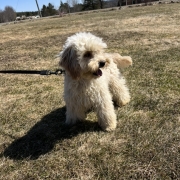 Cockapoo blond dans l'herbe