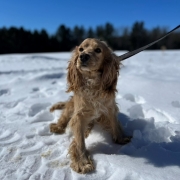 Cocker Blond dans la neige