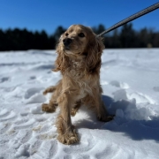 Cocker Blond dans la neige