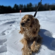 Cocker Blond dans la neige