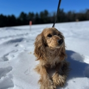 Cocker Blond dans la neige