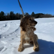 Cocker Blond dans la neige