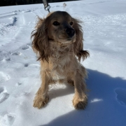 Cocker Blond dans la neige