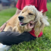 Cocker Blond dans l'herbe