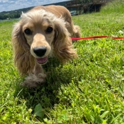 Cocker Blond dans l'herbe