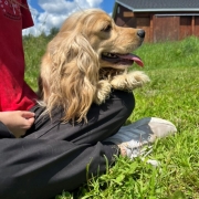 Cocker Blond dans l'herbe