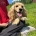 Cocker Blond dans l'herbe
