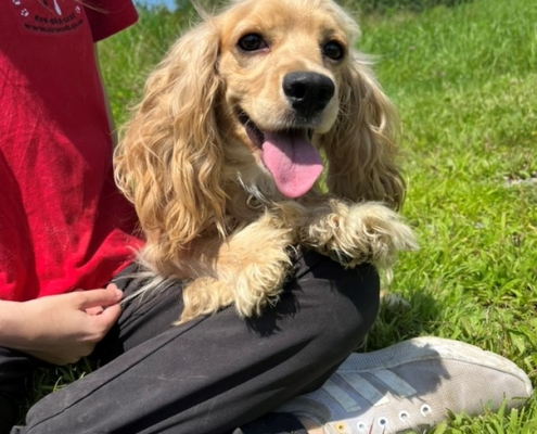 Cocker Blond dans l'herbe