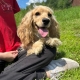 Cocker Blond dans l'herbe