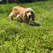 Cocker Blond dans l'herbe