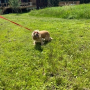 Cocker Blond dans l'herbe