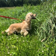 Cocker Blond dans l'herbe