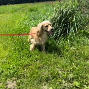 Cocker Blond dans l'herbe