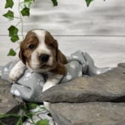 Cockalier F1 Peach (1)