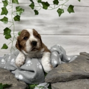 Cockalier F1 Peach (2)