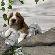 Cockalier F1 Peach (3)