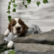 Cockalier F1 Peach (4)