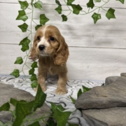 Cockalier F2 Brooke 7 (4)