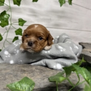 Cockalier F2 Peach (1)