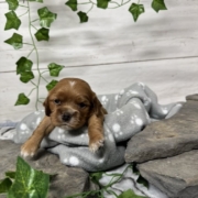 Cockalier F2 Peach (2)