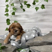 Cockalier F2 Peach (3)