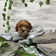 Cockalier F2 Peach (4)