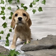 Cockalier F3 Brooke 7 (1)