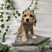 Cockalier F3 Brooke 7 (2)